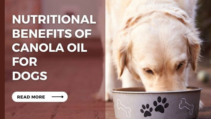 Nutritional Benefits of Canola Oil for Dogs