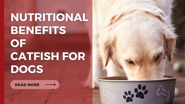 Nutritional Benefits of Catfish for Dogs