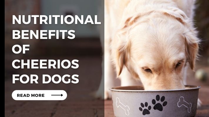 Nutritional Benefits of Cheerios for Dog
