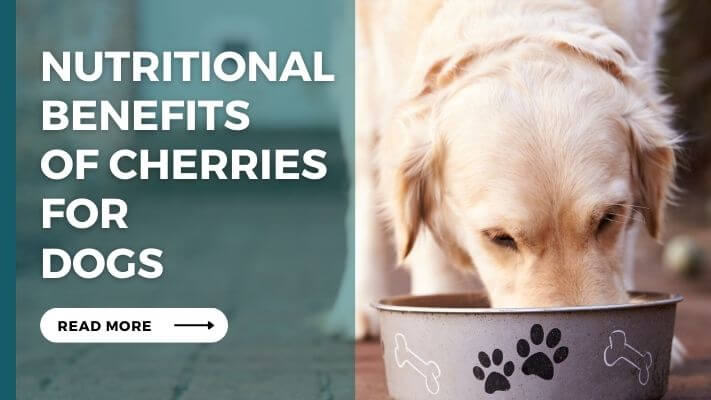 Nutritional Benefits of Cherries for Dogs