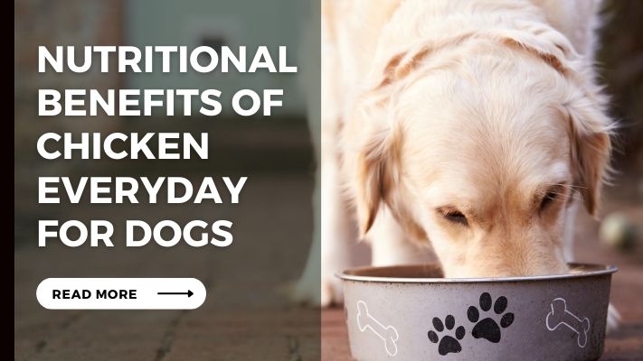 Nutritional Benefits of Chicken Everyday for Dogs