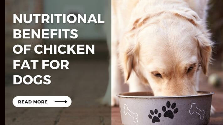 Nutritional Benefits of Chicken Fat for Dogs