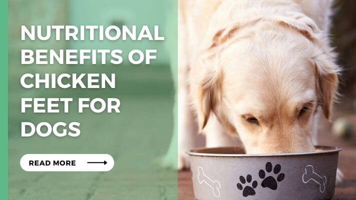 Nutritional Benefits of Chicken Feet for Dogs