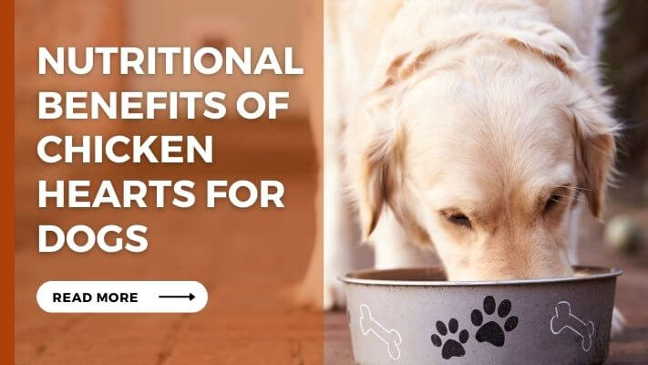 Nutritional-Benefits-of-Chicken-Hearts-for-Dogs