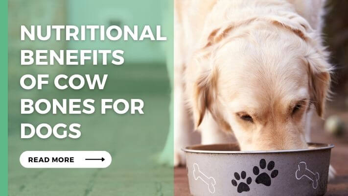 Nutritional Benefits of Cow Bones for Dogs