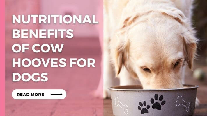 Nutritional Benefits of Cow Hooves for Dogs