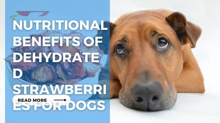 Nutritional Benefits of Dehydrated Strawberries for Dogs