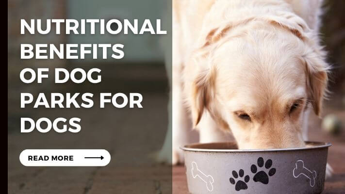 Nutritional Benefits of Dog Parks for Dogs