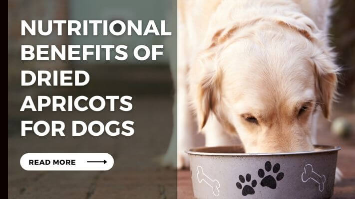 Nutritional Benefits of Dried Apricots for Dogs