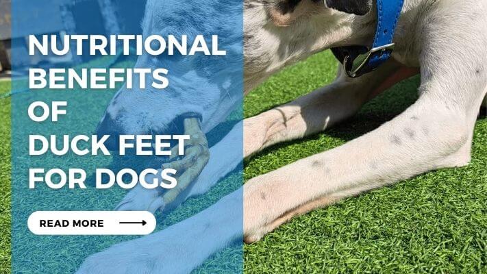 Nutritional Benefits of Duck Feet for Dogs