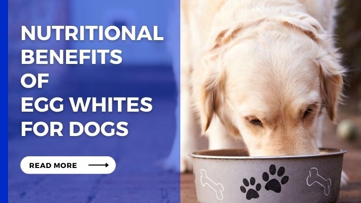 Nutritional Benefits of Egg Whites for Dogs