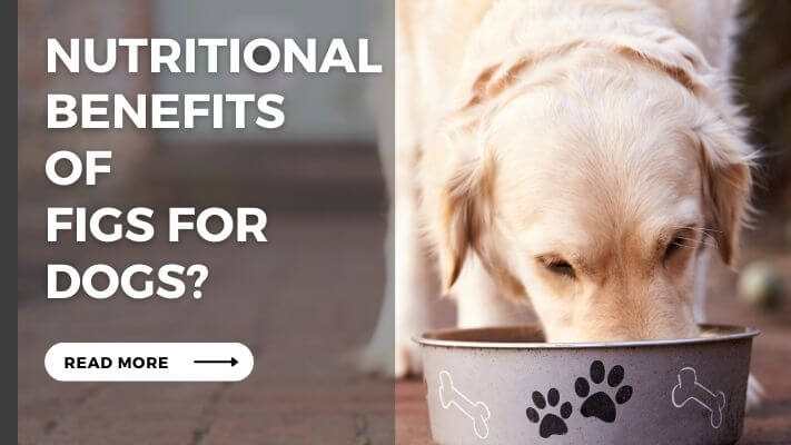 Nutritional Benefits  of  Figs for Dogs