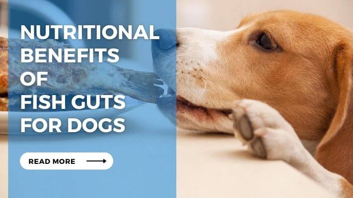 Nutritional Benefits of Fish Guts for Dogs