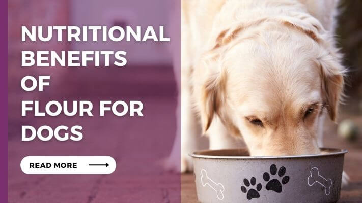 Nutritional-Benefits-of-Flour-For-Dogs