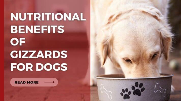 Nutritional Benefits of Gizzards for Dogs