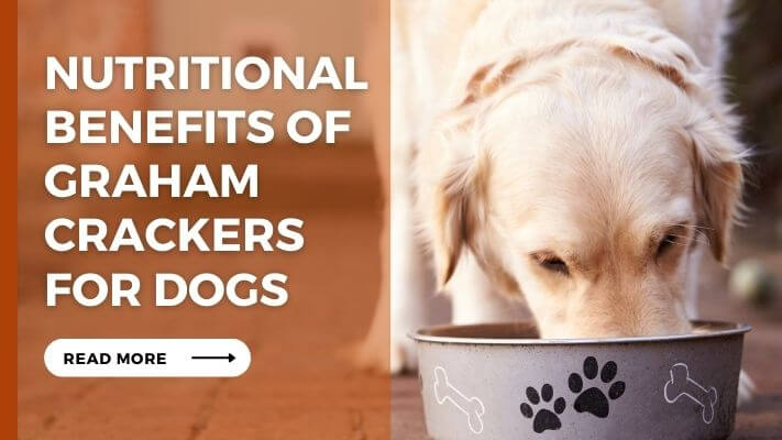 Nutritional-Benefits-of-Graham-Crackers-for-Dogs