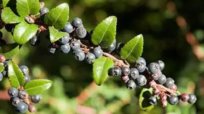Nutritional Benefits of Huckleberries for Dogs