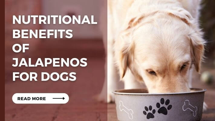 Nutritional Benefits of Jalapenos for Dogs