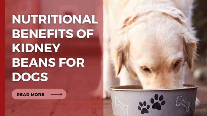 Nutritional Benefits of Kidney Beans for Dogs