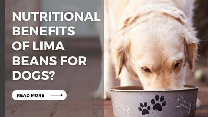 Nutritional Benefits  of Lima Beans for Dogs