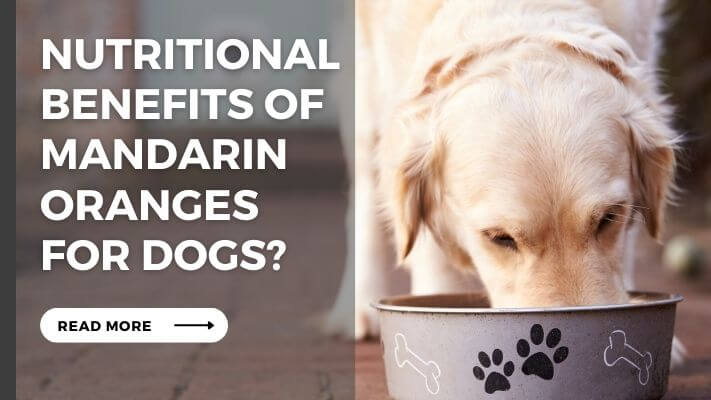 Nutritional Benefits of Mandarin Oranges for Dogs