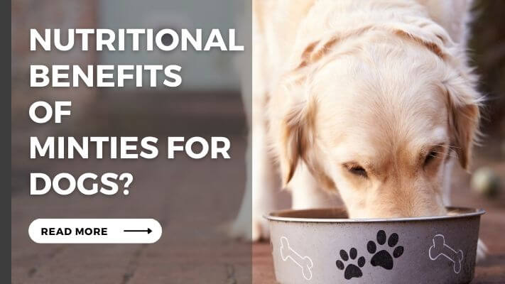 Nutritional Benefits  of  Minties for Dogs