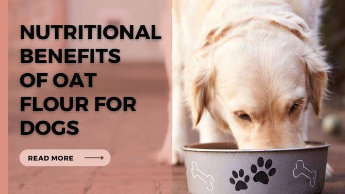 Nutritional-Benefits-of-Oat-Flour-for-Dogs