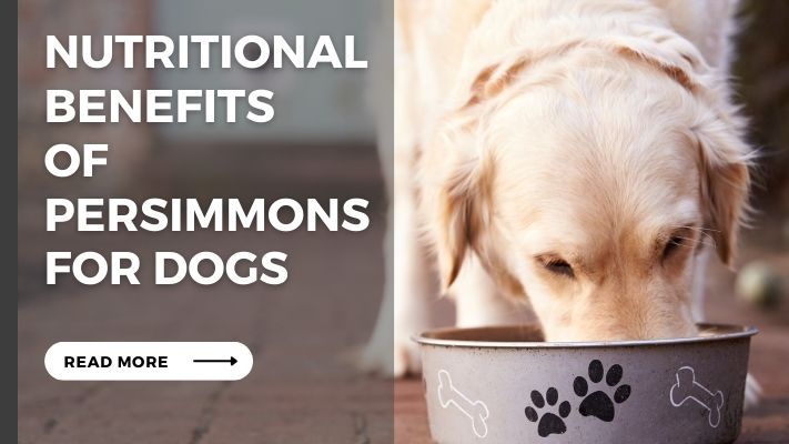 Nutritional Benefits  of Persimmons for Dogs