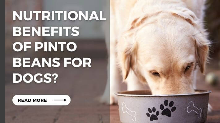 Nutritional Benefits  of Pinto Beans for Dogs