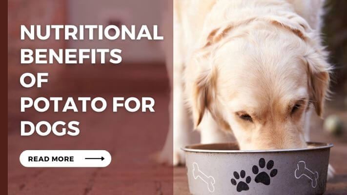 Nutritional Benefits of Potato for Dogs