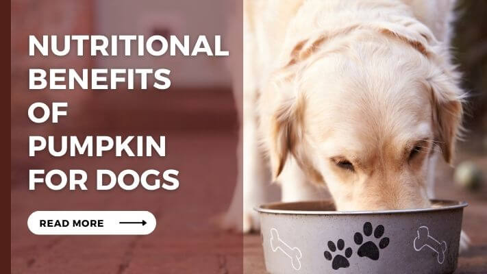 Nutritional Benefits of Pumpkin for Dogs