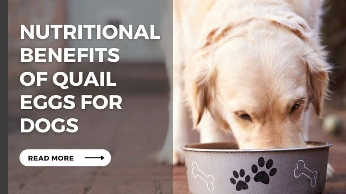 Nutritional Benefits of Quail Eggs for Dogs