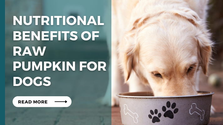 Nutritional Benefits of Raw Pumpkin for Dogs