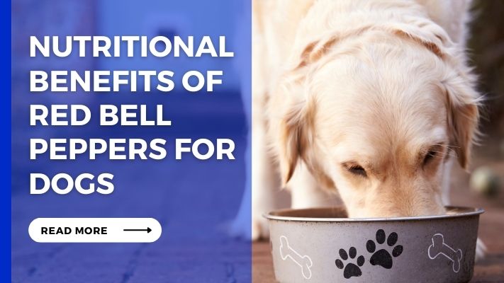Nutritional Benefits of Red Bell Peppers for Dogs