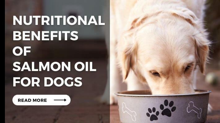 Nutritional Benefits of Salmon Oil for Dogs