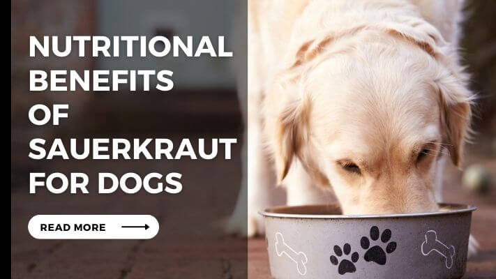 Nutritional Benefits of Sauerkraut for Dogs