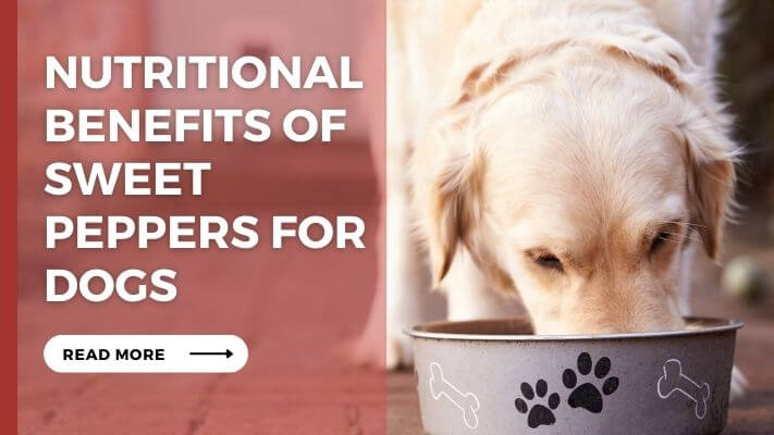 Nutritional Benefits of Sweet Peppers for Dogs