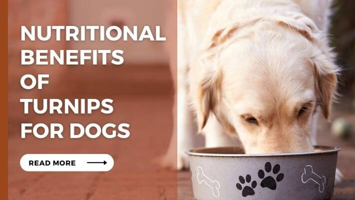 Nutritional Benefits of Turnips for Dogs