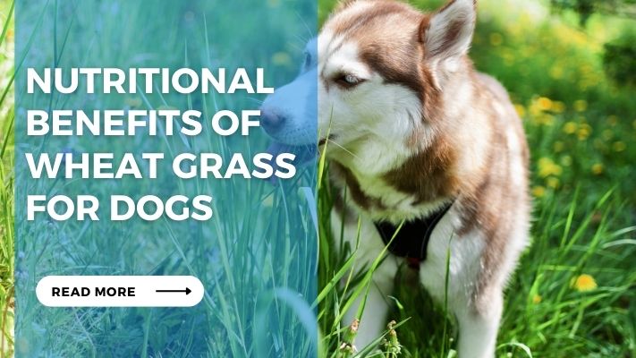 Nutritional Benefits of Wheat Grass for Dogs