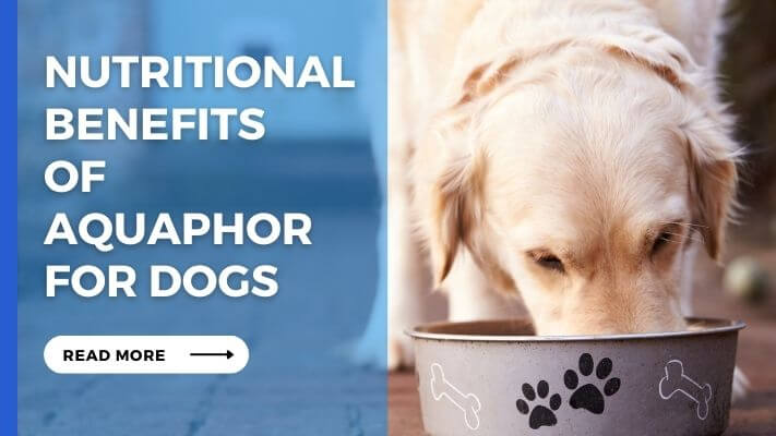 Nutritional Benefits of aquaphor for Dogs