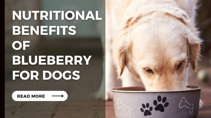 Nutritional Benefits of blueberry for Dogs