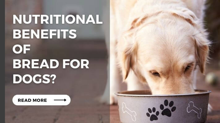 Nutritional Benefits  of  bread for Dogs