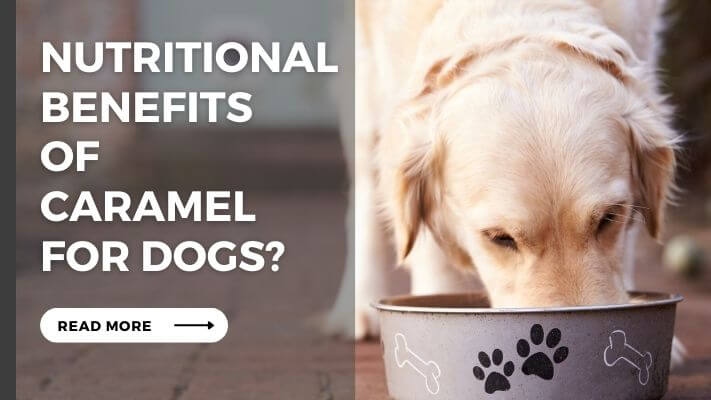 Nutritional Benefits  of  caramel for Dogs