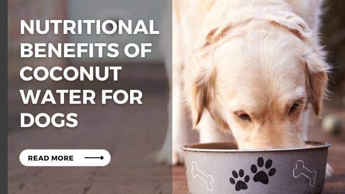 Nutritional Benefits of coconut water for Dogs