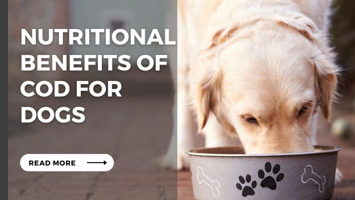 Nutritional Benefits of cod for Dogs