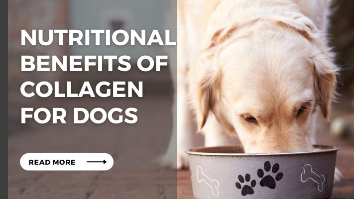 Nutritional Benefits of collagen for Dogs