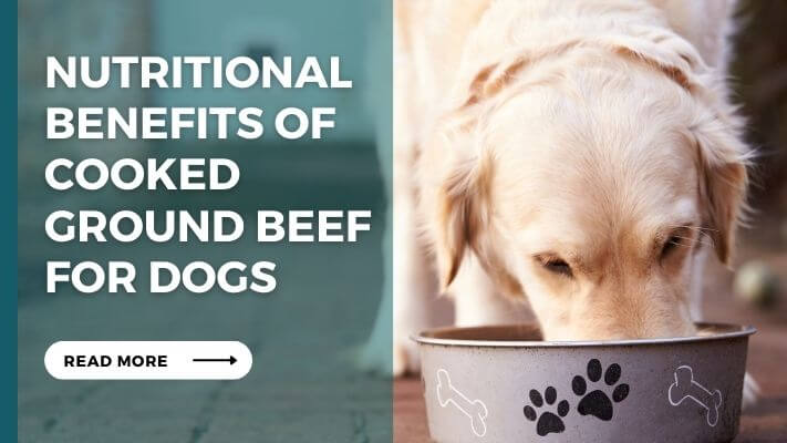 Nutritional Benefits of cooked ground beef for Dogs