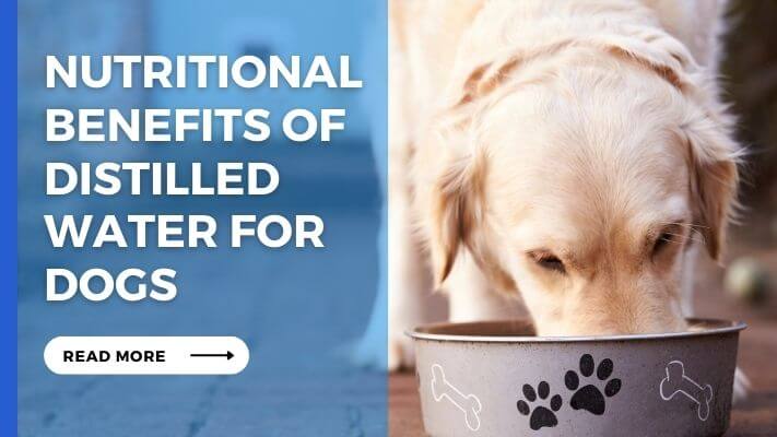 Nutritional Benefits of distilled water for Dogs