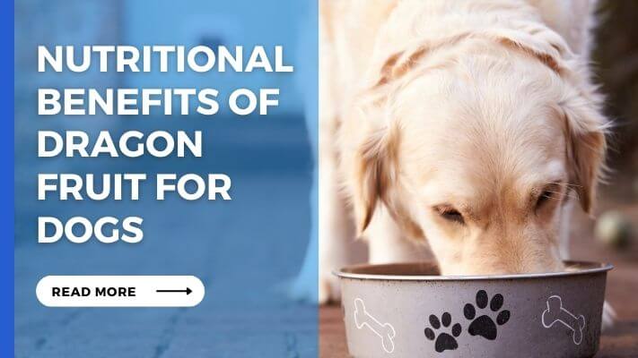 Nutritional Benefits of dragon fruit for Dogs