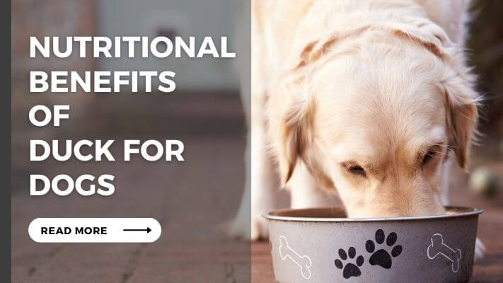 Nutritional Benefits of Duck for Dogs